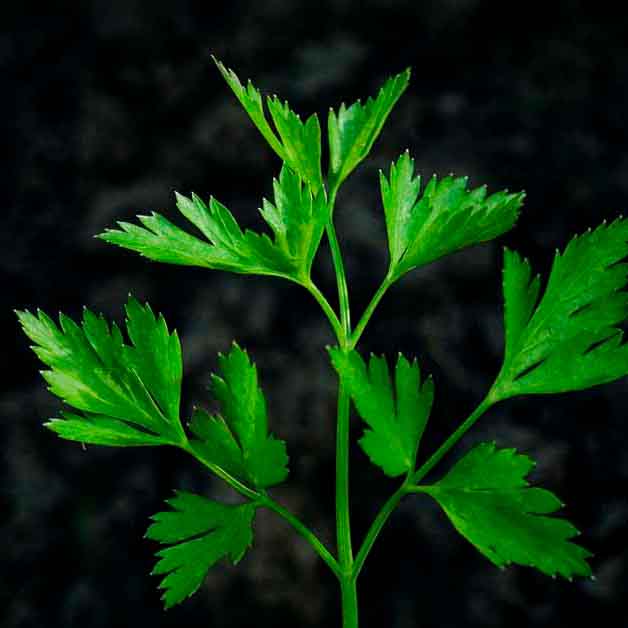 Свежая зелень