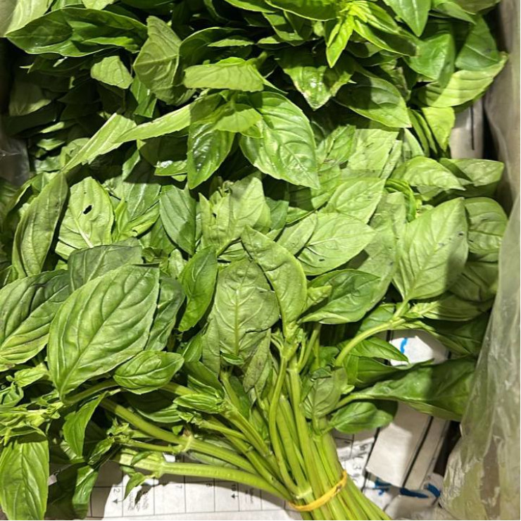 Базилик зелёный (цена за 1 кг, пуч +- 0,25 кг)