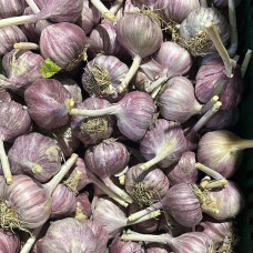 Чеснок (цена за 1 кг, заказ от 0,3 кг)