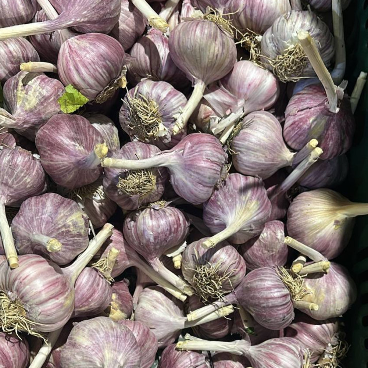 Чеснок (цена за 1 кг, заказ от 0,3 кг)