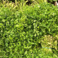 Горная кинза (цена за 1 кг, пуч +- 0,25 кг)