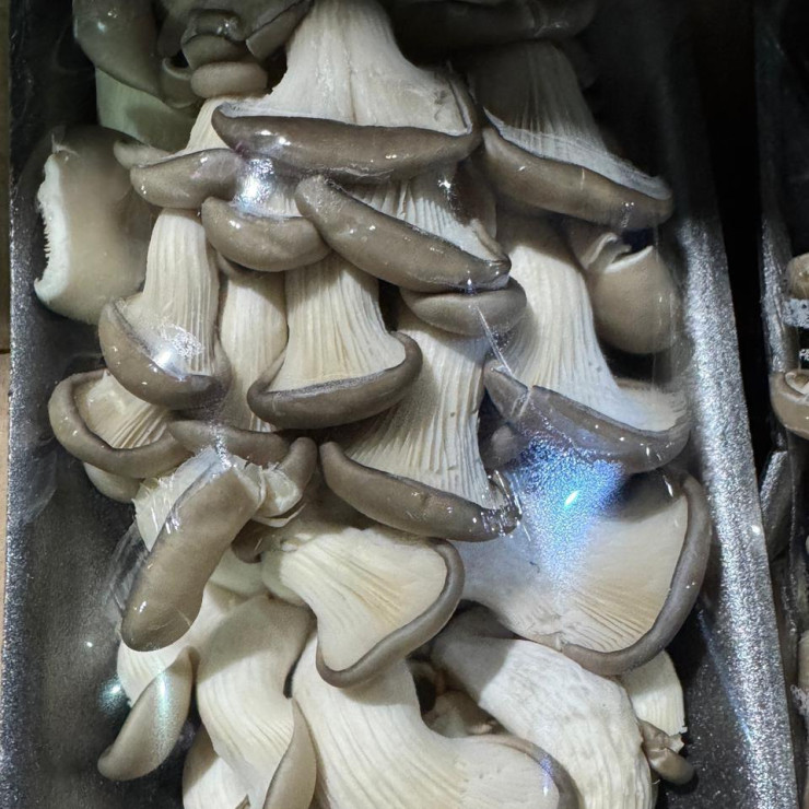 Грибы Вешенки (уп +- 300 гр)