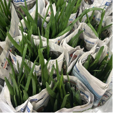 Лук (уп 1 кг)