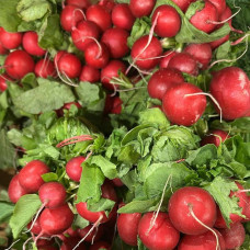 Редис пучок (1 шт)