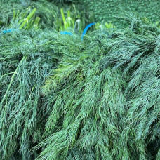 Укроп (цена за 1 кг, пуч +- 350 гр)