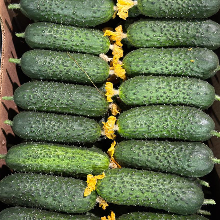 Огурцы (цена за 1 кг, заказ от 0,5 кг)