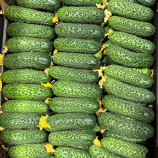 Огурцы отборные (цена за 1 кг)