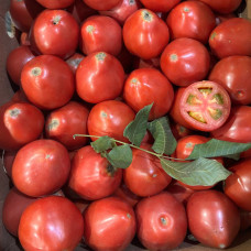 Помидоры Махитос (цена за 1 кг)