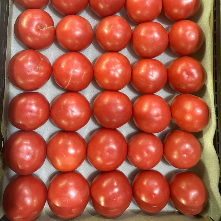 Помидоры Туркменистан (цена за 1 кг)