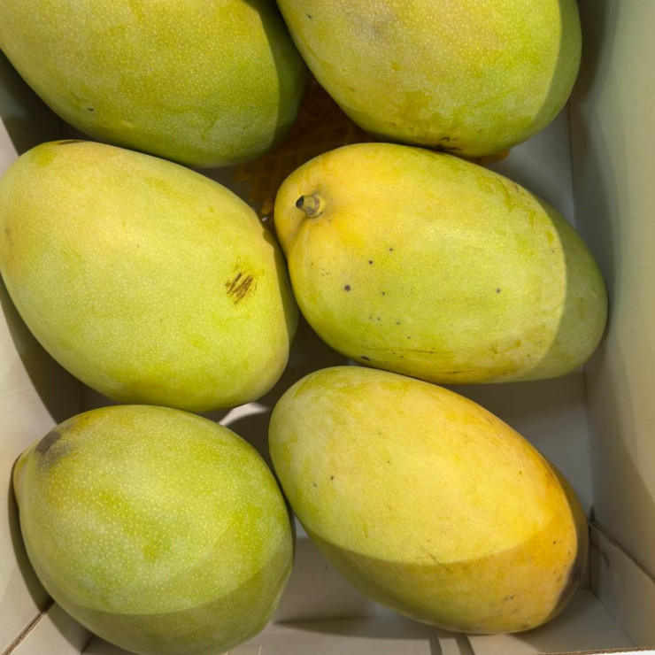 Манго Египет желтое (цена за 1 кг, заказ поштучно)