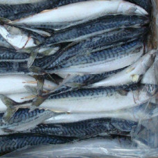 Скумбрия Фарерские острова (Цена за 1 кг, продажа поштучно) Скумбрия Фарерские острова (Цена за 1 кг, продажа поштучно)